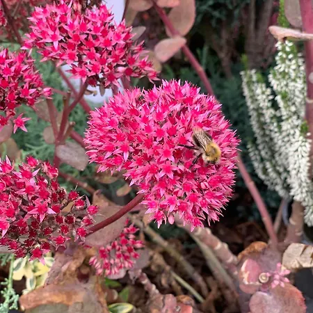 Kalina Z Widokiem Na Gory - Kilinskiego * Świeradów-Zdrój