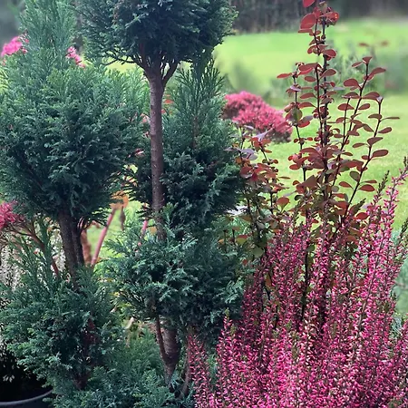 Kalina Z Widokiem Na Gory - Kilinskiego * Świeradów-Zdrój