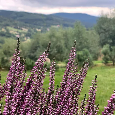 Kalina Z Widokiem Na Gory - Kilinskiego