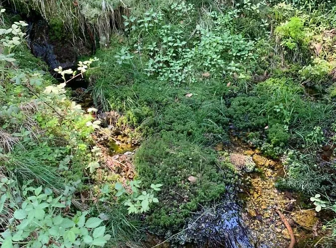 Kalina Z Widokiem Na Gory - Kilinskiego Swieradow-Zdroj