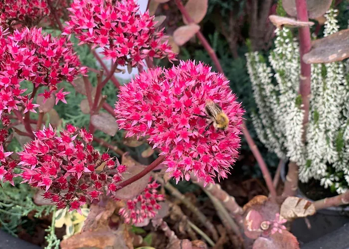 Kalina Z Widokiem Na Gory - Kilinskiego * Swieradow-Zdroj